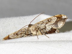Heterorachis devocata