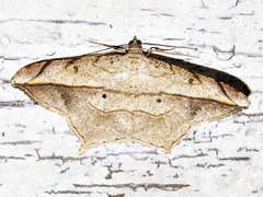 Chiasmia simplicilinea