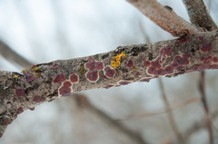 Cylindrobasidium evolvens