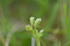 Microtis oligantha
