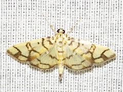 Pardomima