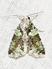 Blenina squamifera