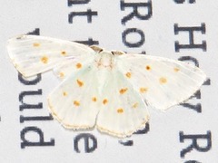 Comostolopsis stillata