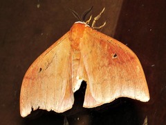 Pseudobunaea natalensis