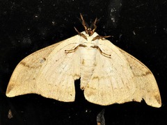 Pseudobunaea natalensis