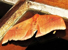 Pseudobunaea natalensis