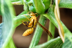Polistes wattii