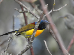 Aethopyga nipalensis