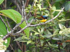 Aethopyga nipalensis