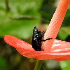 Eulaema nigrita