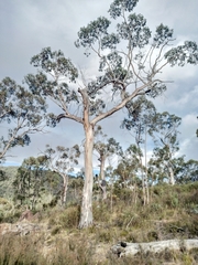 Eucalyptus pauciflora