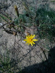 Tragopogon ucrainicus