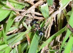 Polyrhachis ornata