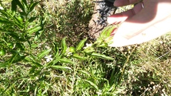 Solanum pseudocapsicum