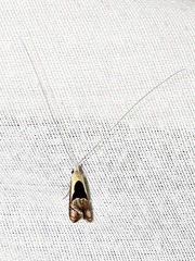 Ceromitia trigoniferella