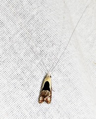 Ceromitia trigoniferella