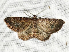 Horisme punctiscripta