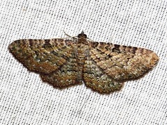 Horisme punctiscripta