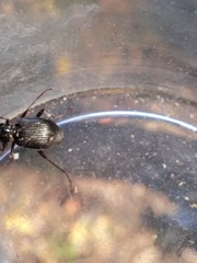 Limodromus