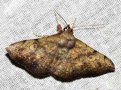 Anticarsia rubricans