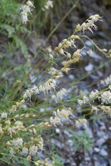 Silene stylosa