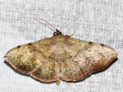 Anticarsia rubricans