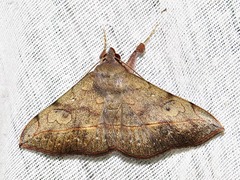 Anticarsia rubricans