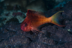 Cyprinocirrhites polyactis