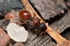 Meranoplus froggatti