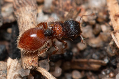 Meranoplus froggatti