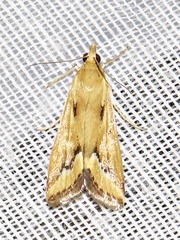 Achyra coelatalis