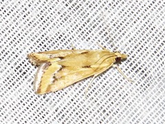Achyra coelatalis