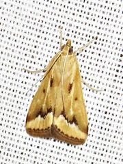Achyra coelatalis