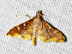 Prophantis smaragdina