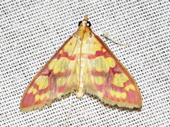 Stenochora lancinalis