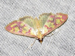 Stenochora lancinalis