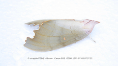 Euhampsonia serratifera