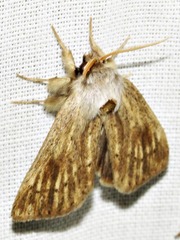 Lopiena rubritincta