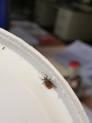 Trichosirocalus troglodytes