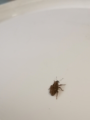 Trichosirocalus troglodytes