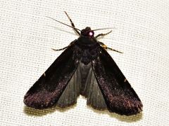 Callyna nigerrima