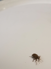 Trichosirocalus troglodytes