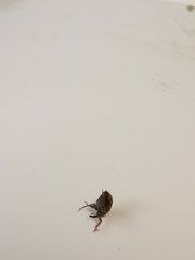 Trichosirocalus troglodytes