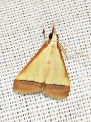 Pseudonoorda rubricostalis