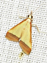 Pseudonoorda rubricostalis