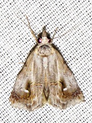 Proluta staudei