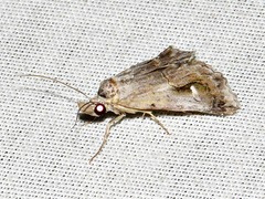 Proluta staudei