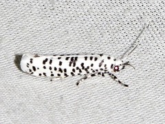 Yponomeuta strigillatus