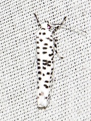 Yponomeuta strigillatus