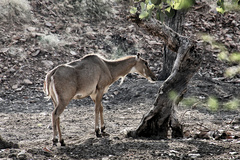 Boselaphus tragocamelus